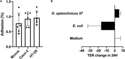 Novel Odoribacter splanchnicus Strain and Its Outer Membrane Vesicles Exert Immunoregulatory Effects in vitro